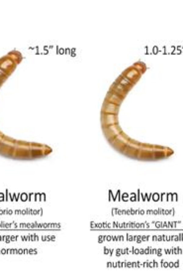 Mealworm vs Superworm Comparison (1)